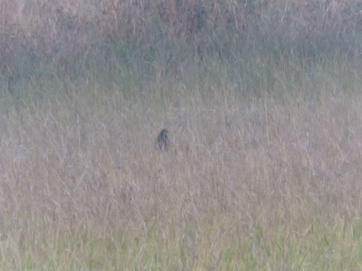 Western Marsh Harrier - ML646942611