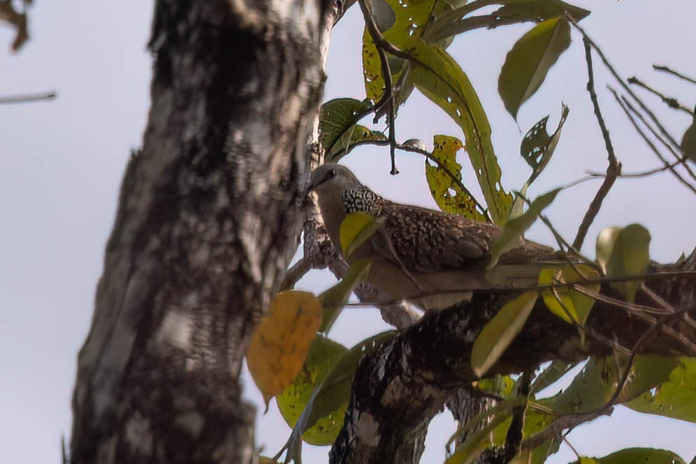 Spotted Dove - ML646942614