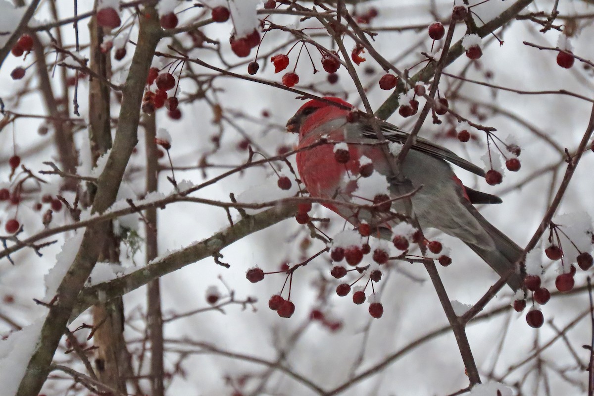 ギンザンマシコ - ML646942620