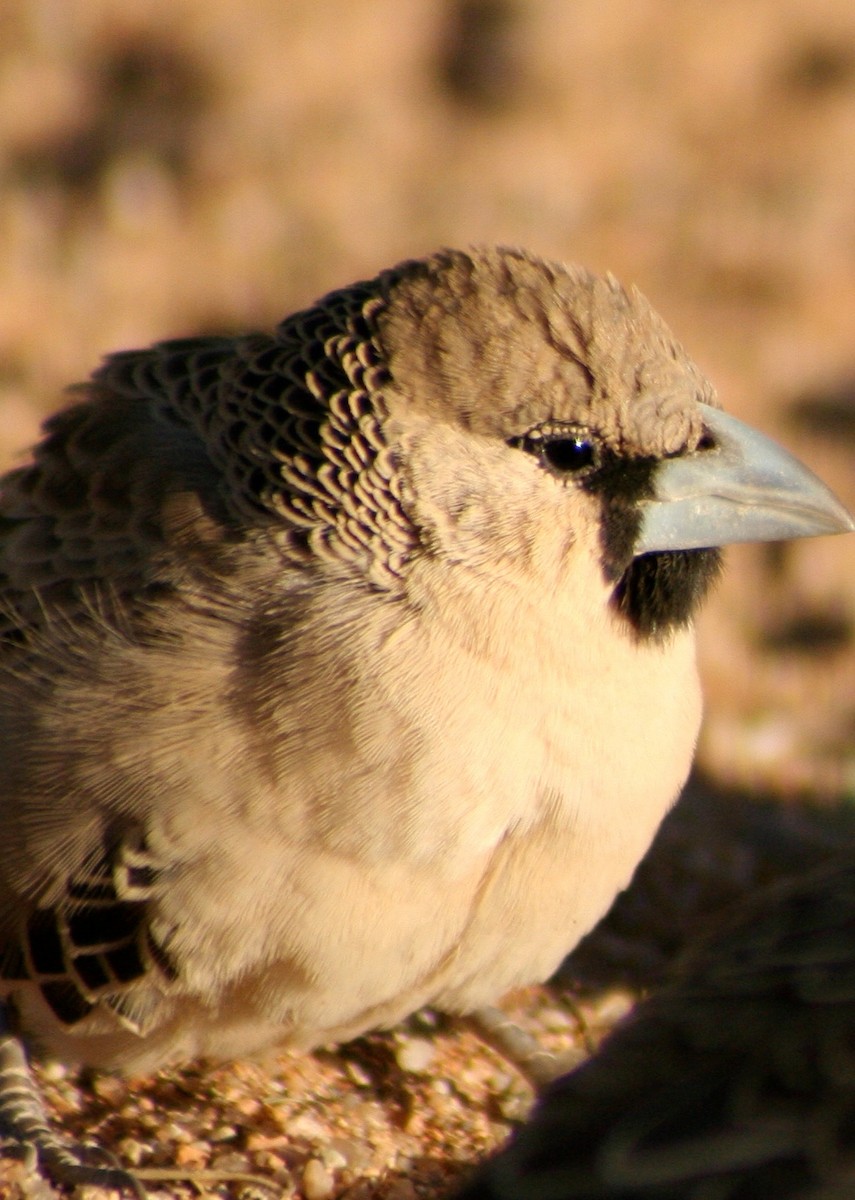 Siedelweber - ML646942623