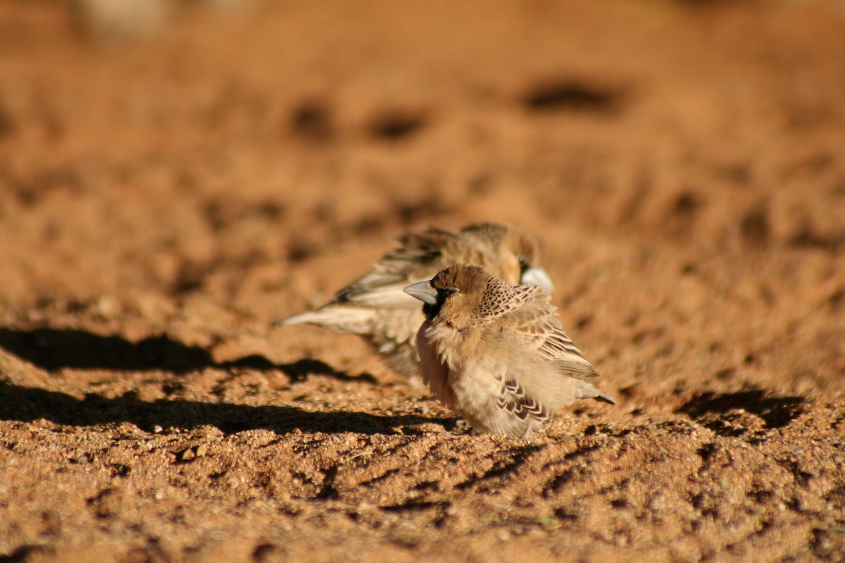 Siedelweber - ML646942624