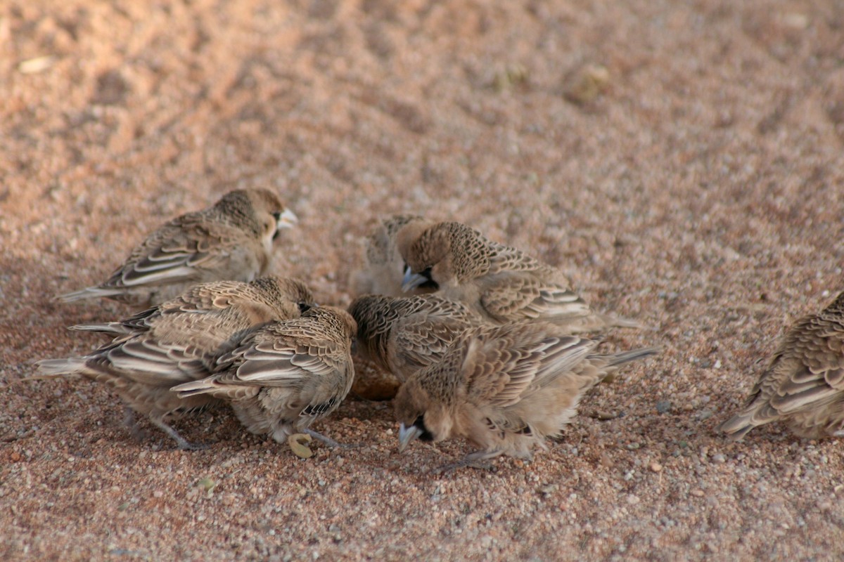 Siedelweber - ML646942625