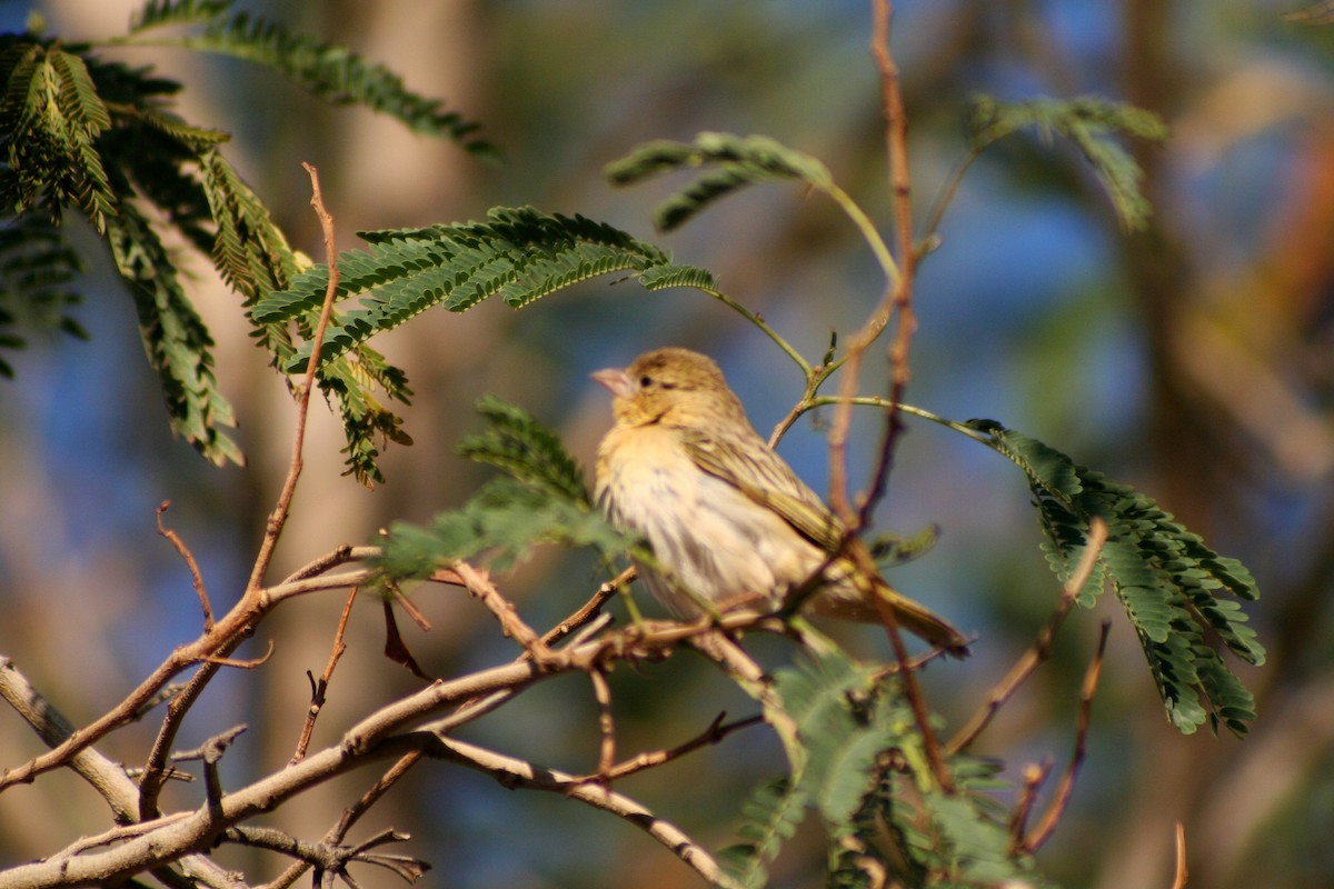 Maskenweber - ML646942629