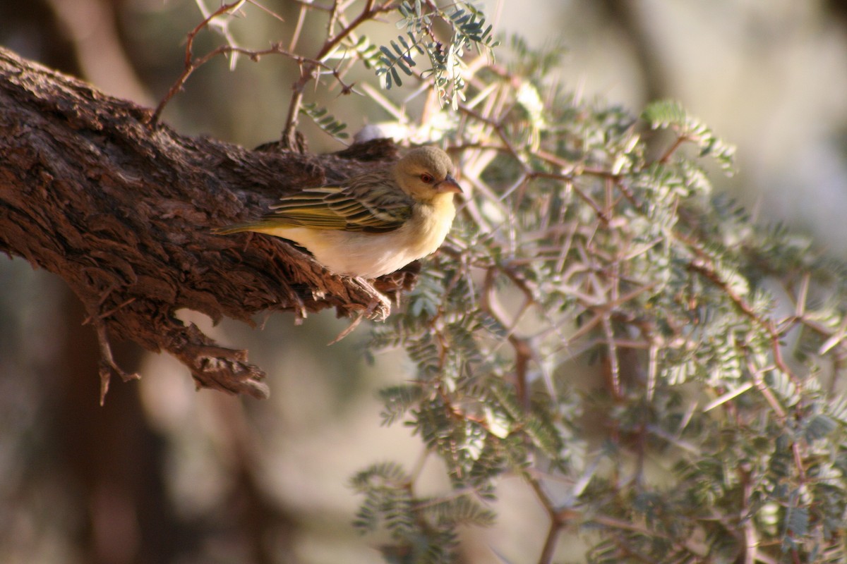 Maskenweber - ML646942630