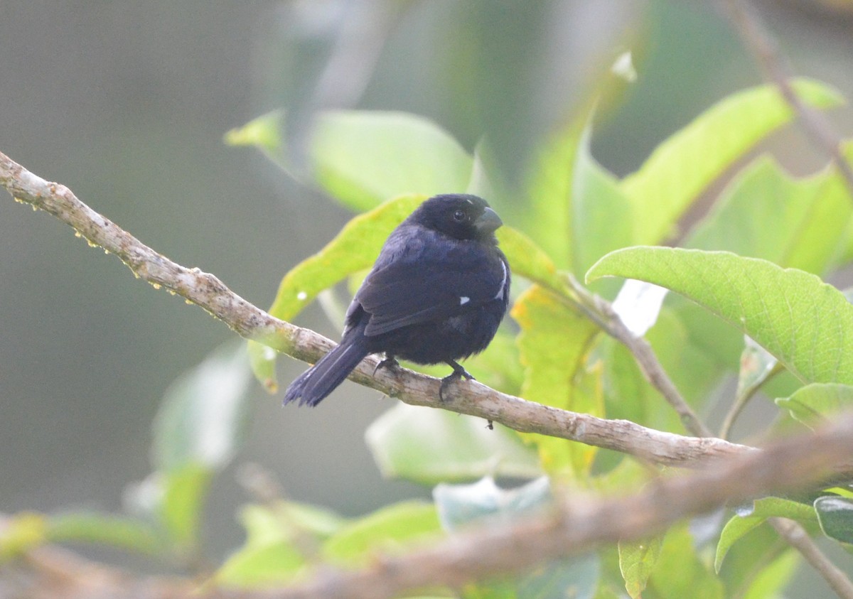 Variable Seedeater - ML646942632