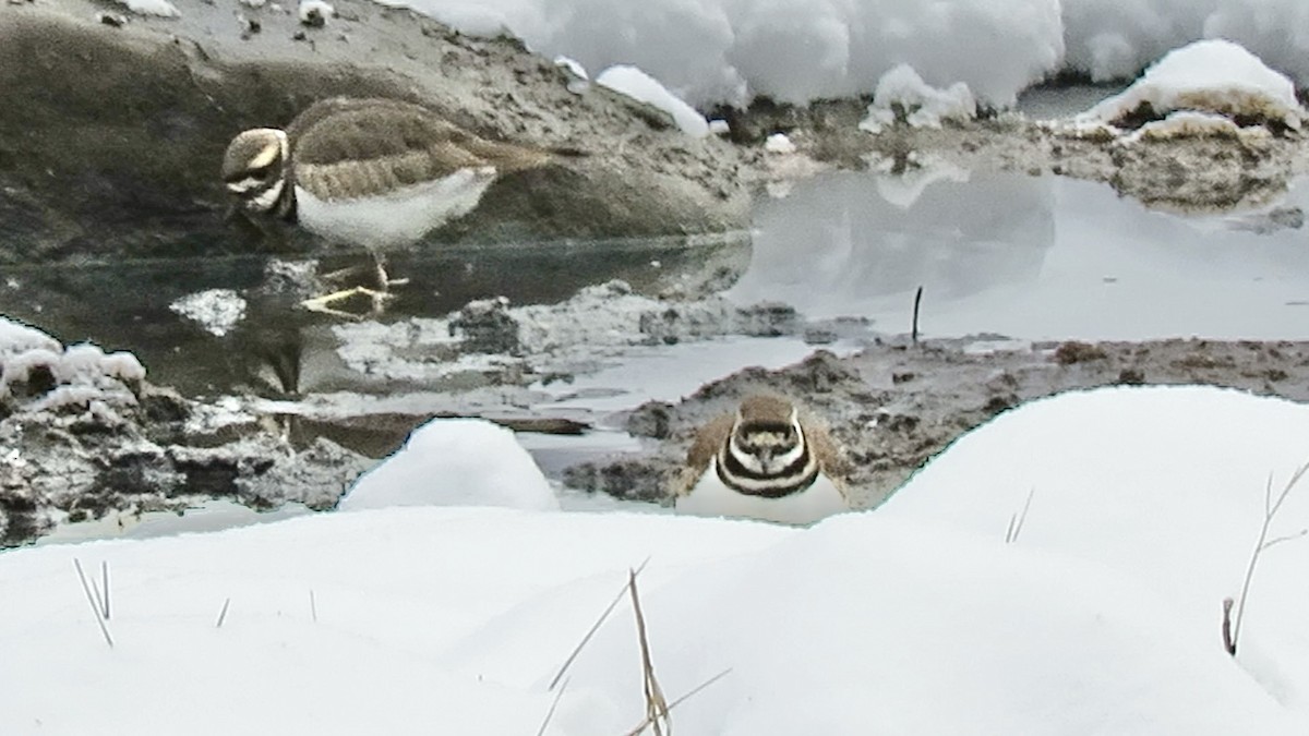 Пісочник крикливий - ML646942635