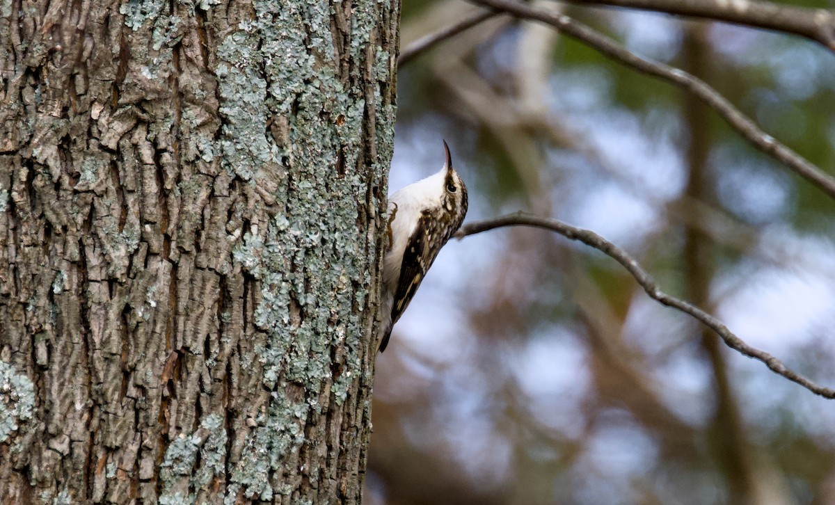 Agateador Americano - ML646942636