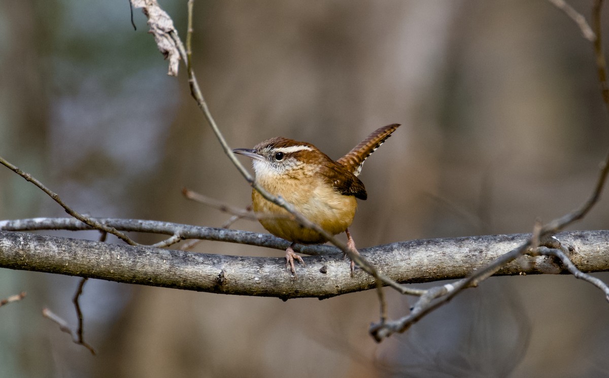 Cucarachero de Carolina - ML646942640