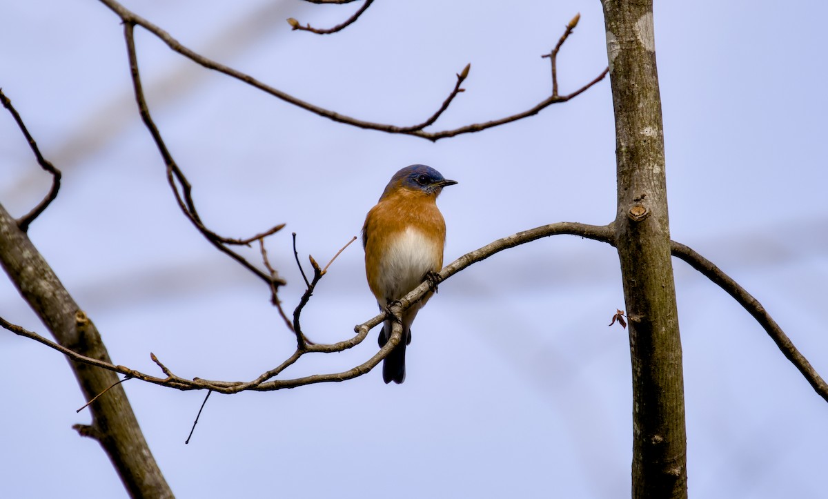 Azulejo Oriental - ML646942645