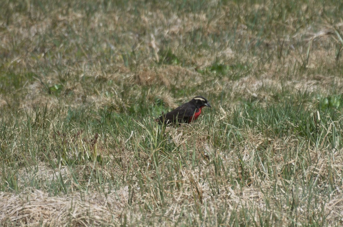 Loica Cejiblanca - ML646942647