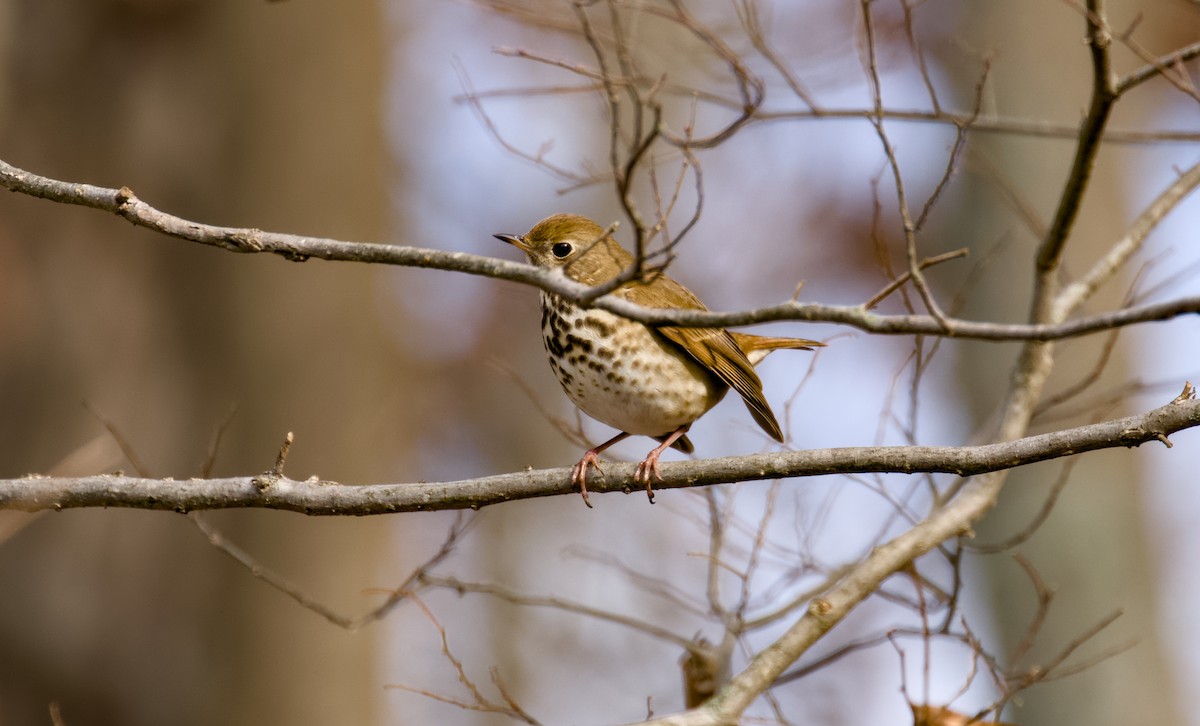 Zorzalito Colirrufo - ML646942654