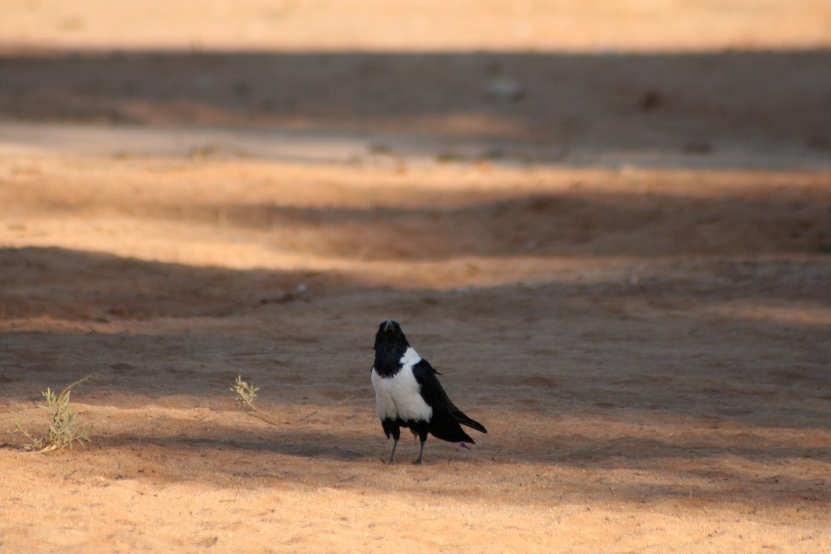 Schildrabe - ML646942665