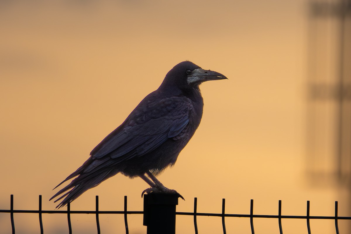 Ekin Kargası - ML646942667