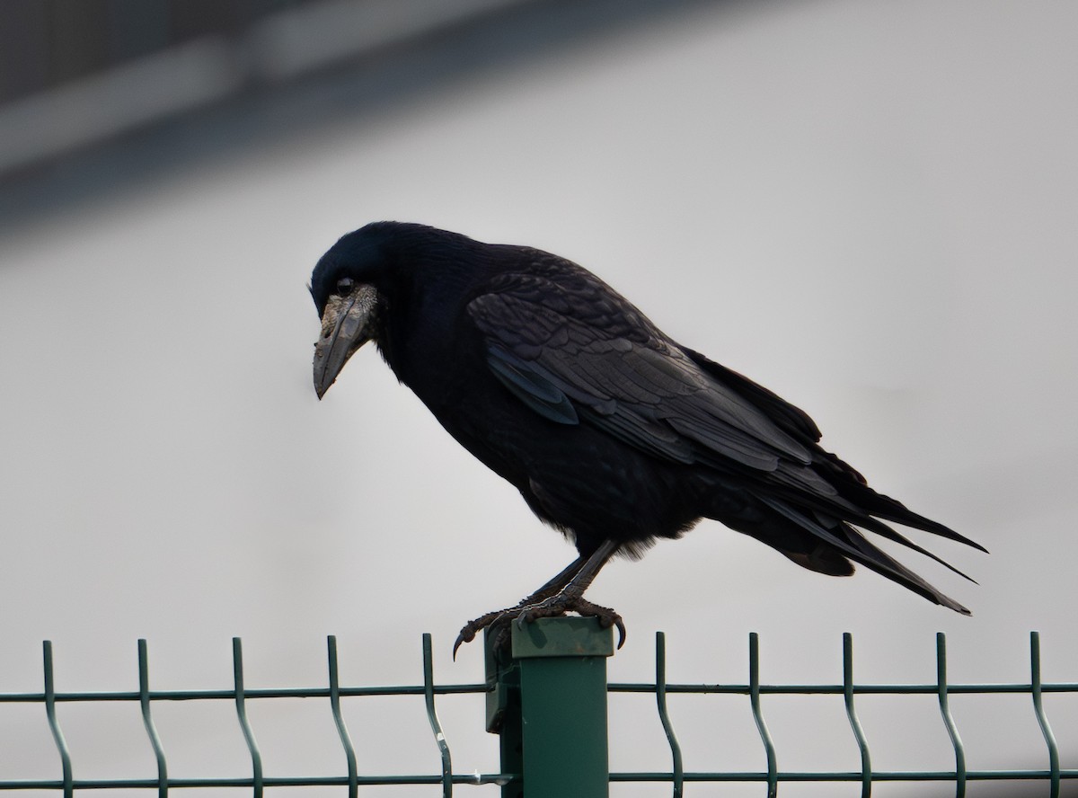 Ekin Kargası - ML646942668