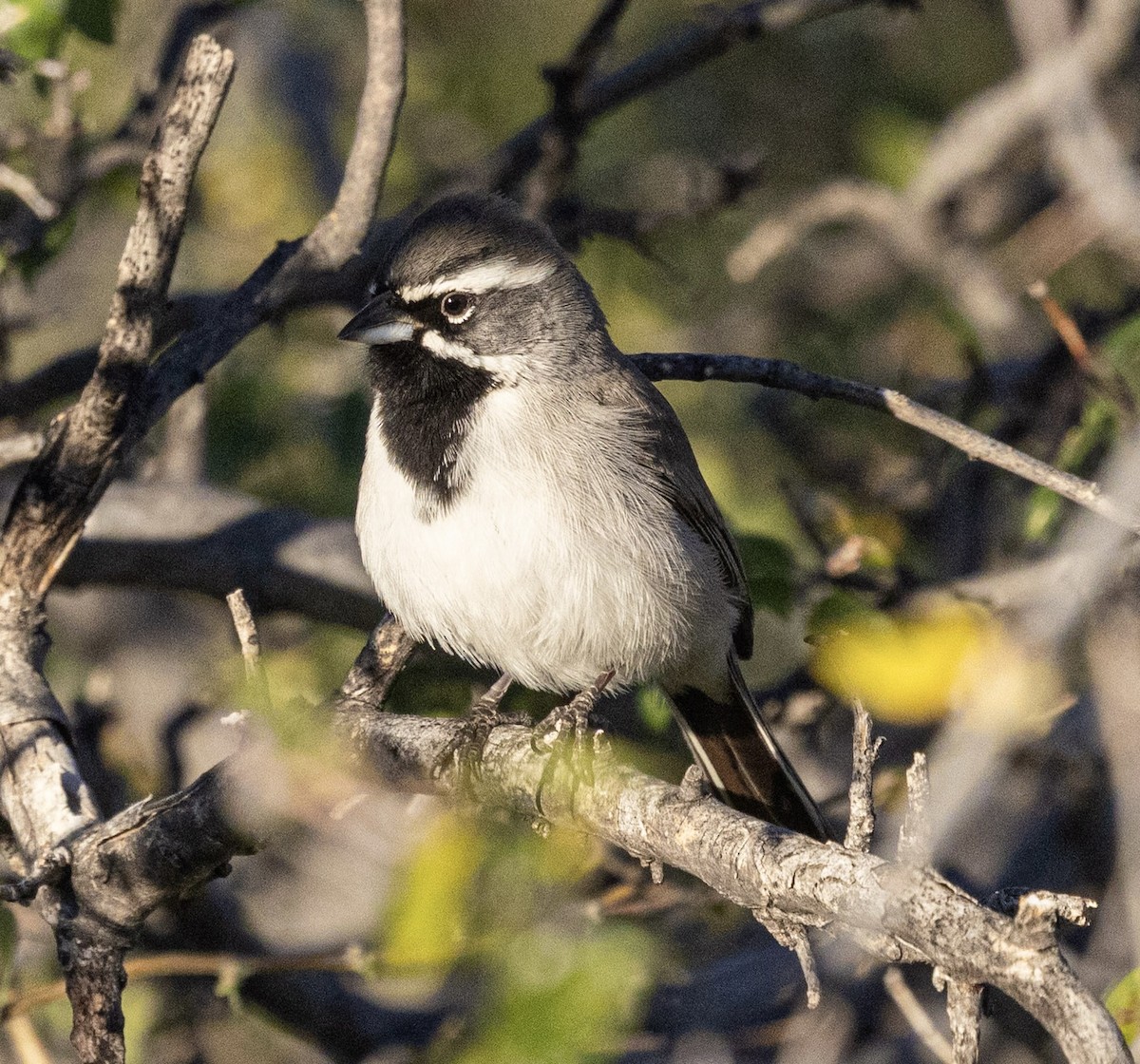 Black-throated Sparrow - ML646942674