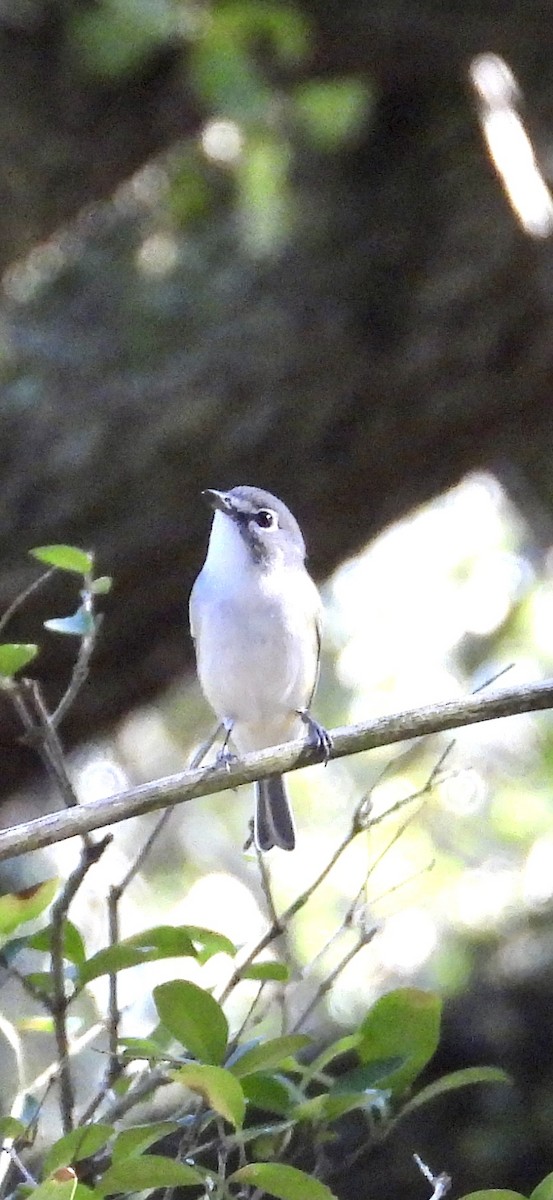 Blue-headed Vireo - ML646942676