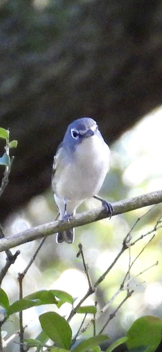 Blue-headed Vireo - ML646942677