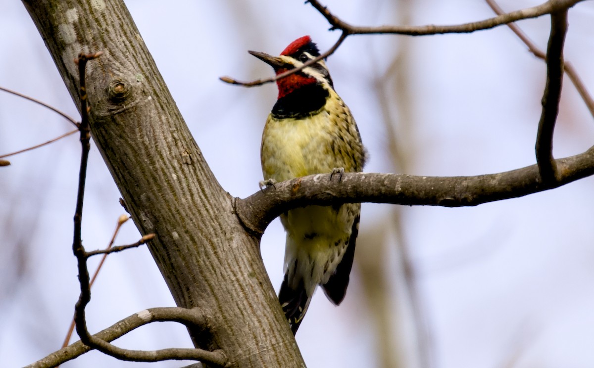 Chupasavia Norteño - ML646942678