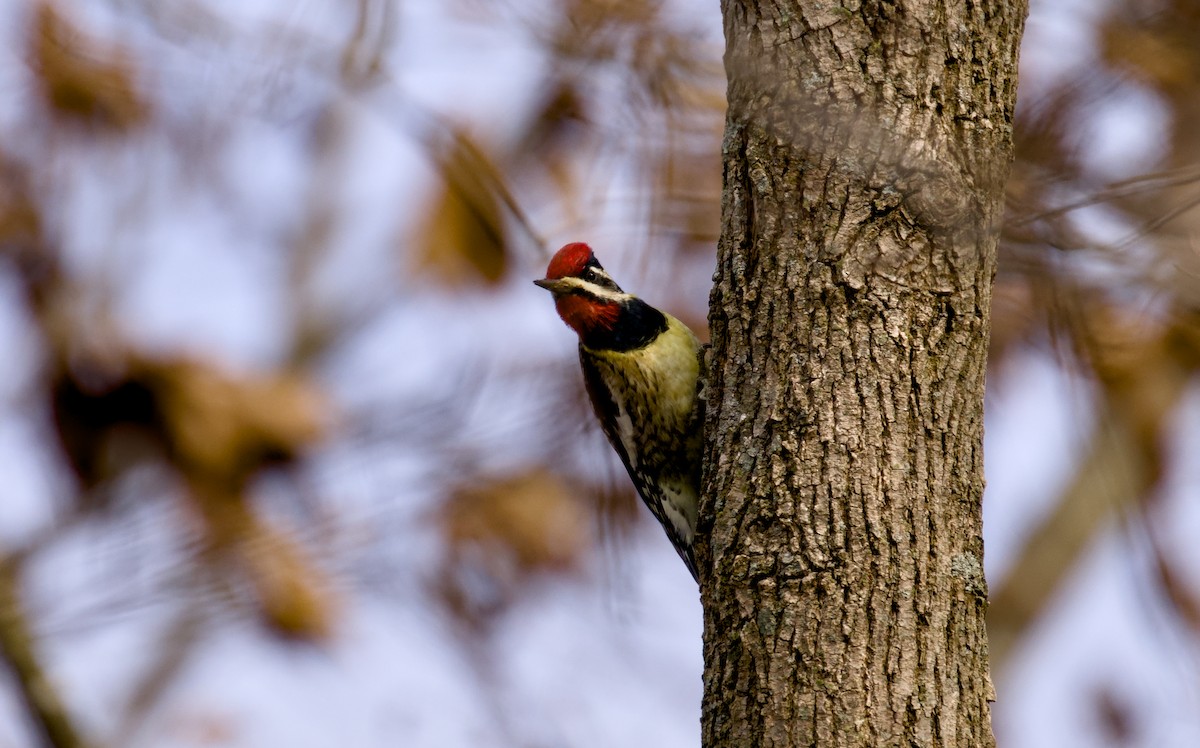 Chupasavia Norteño - ML646942679