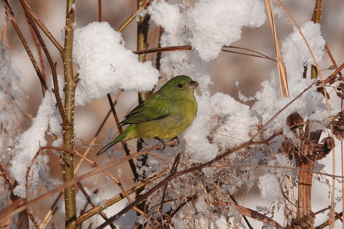 Painted Bunting - ML646942694