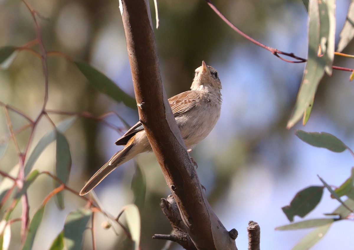 Роляк рудогузий - ML646942695