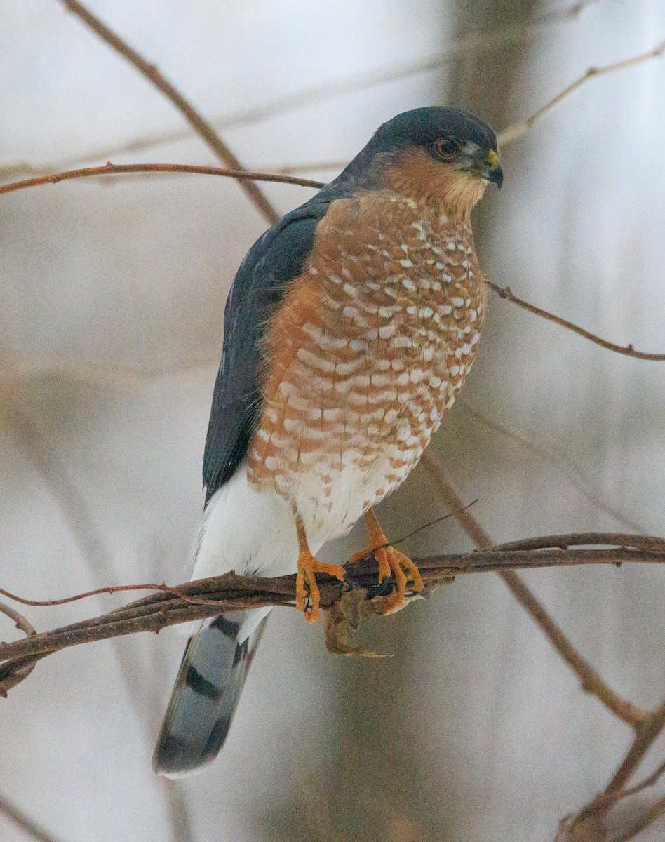 Sharp-shinned Hawk - ML646942696