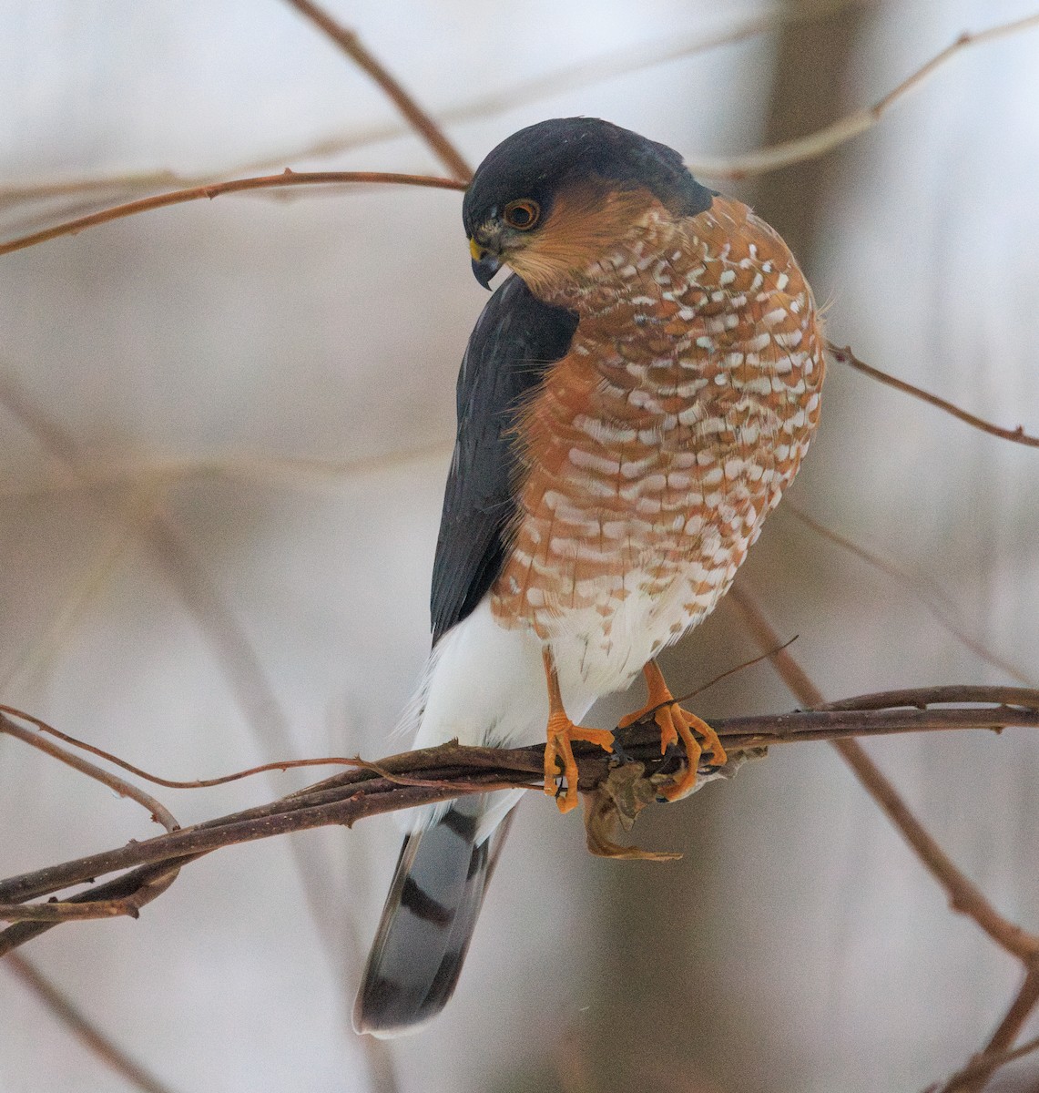 Sharp-shinned Hawk - ML646942697