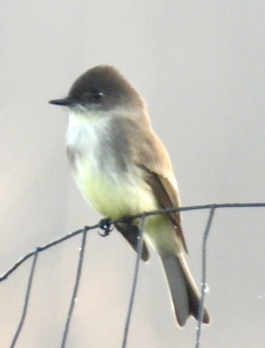 Eastern Phoebe - ML646942698