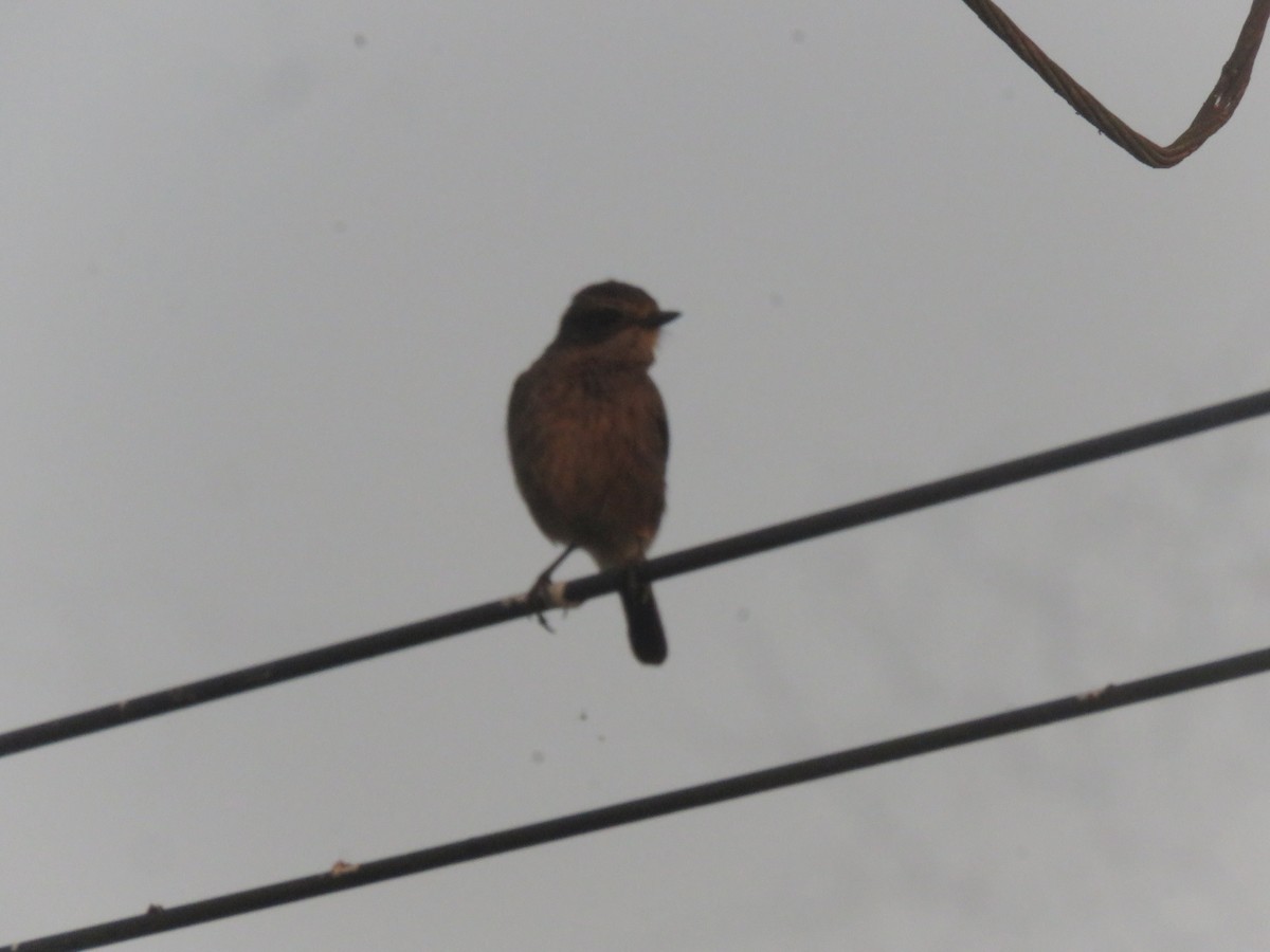 Pied Bushchat - ML646942699
