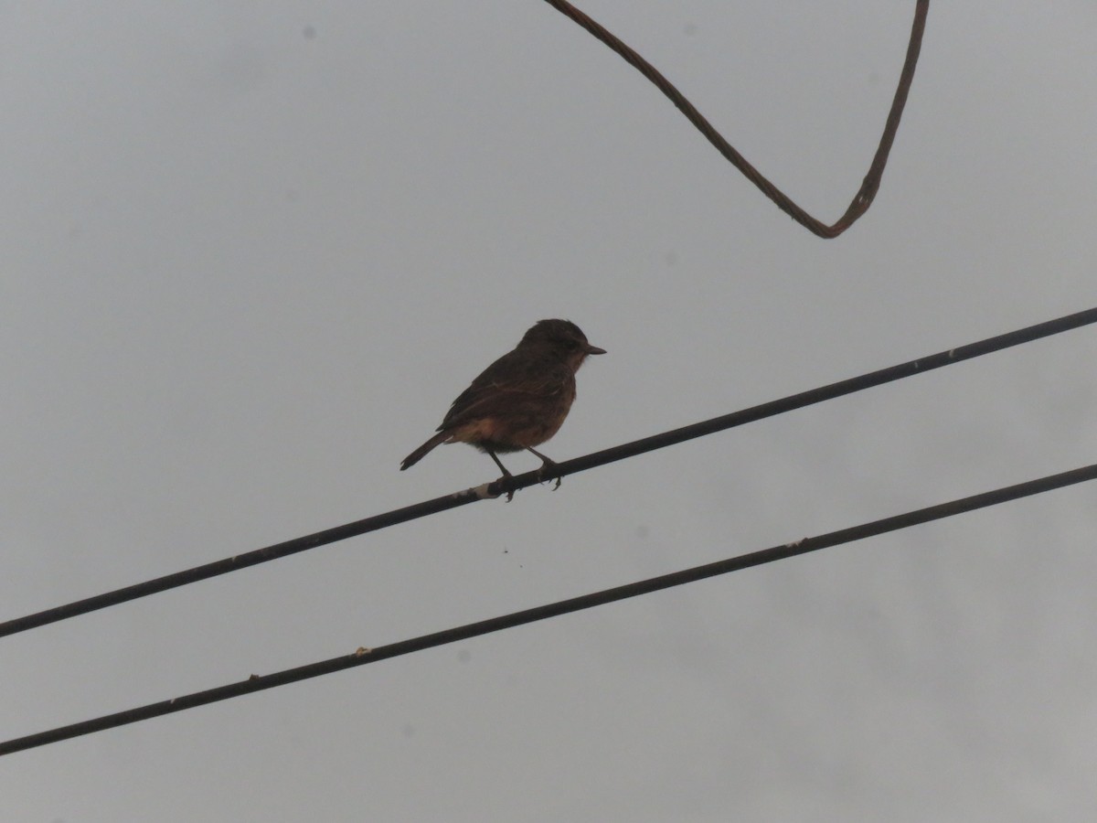Pied Bushchat - ML646942700