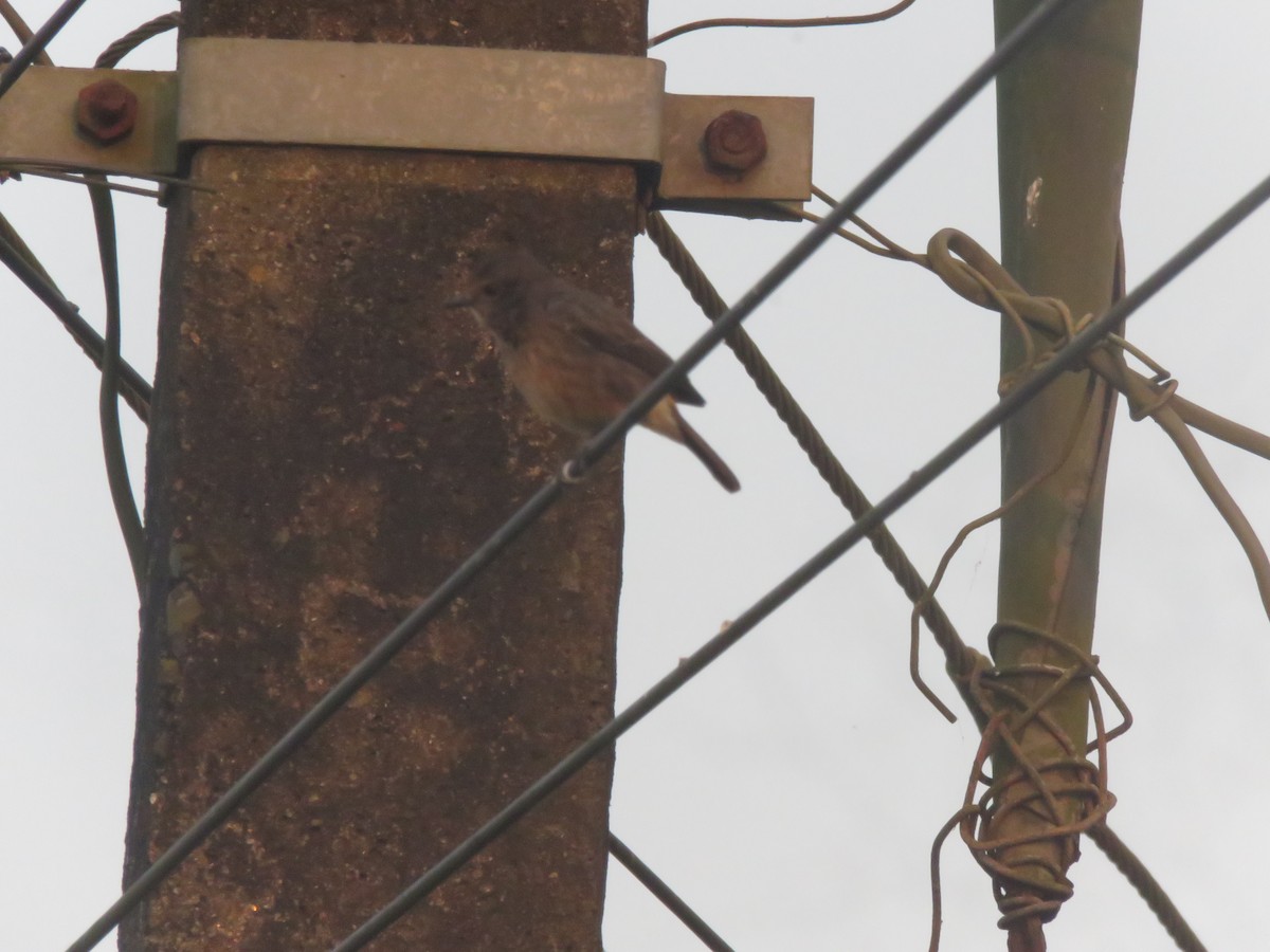 Pied Bushchat - ML646942701