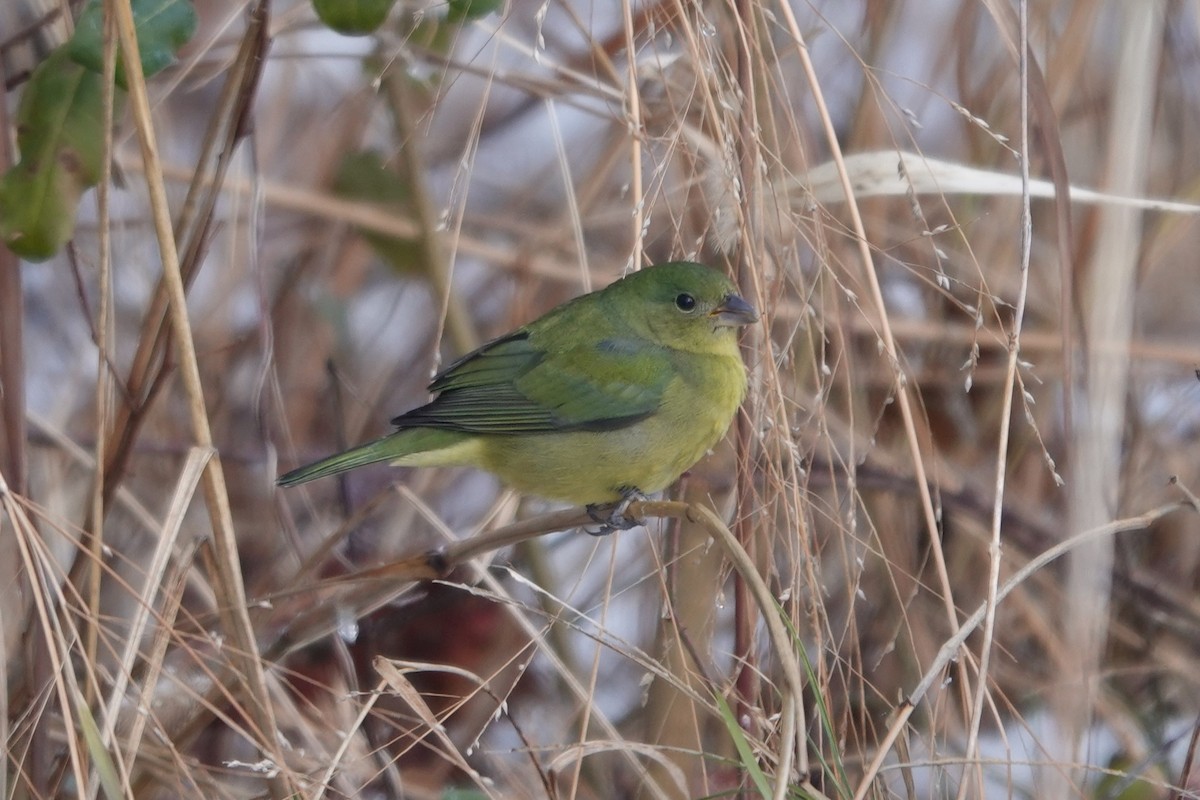 Painted Bunting - ML646942703