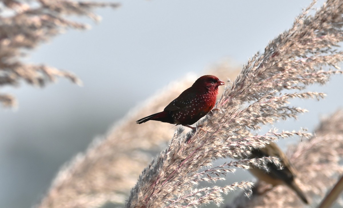 Red Avadavat - ML646942704