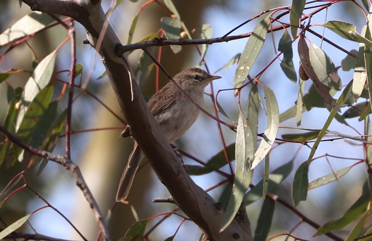 Роляк рудогузий - ML646942705