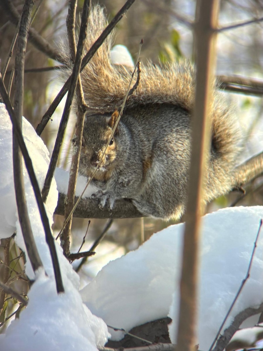 Squirrels - ML646942706