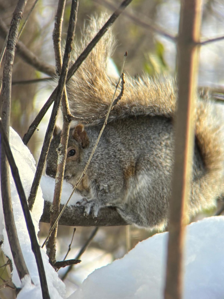 Squirrels - ML646942707