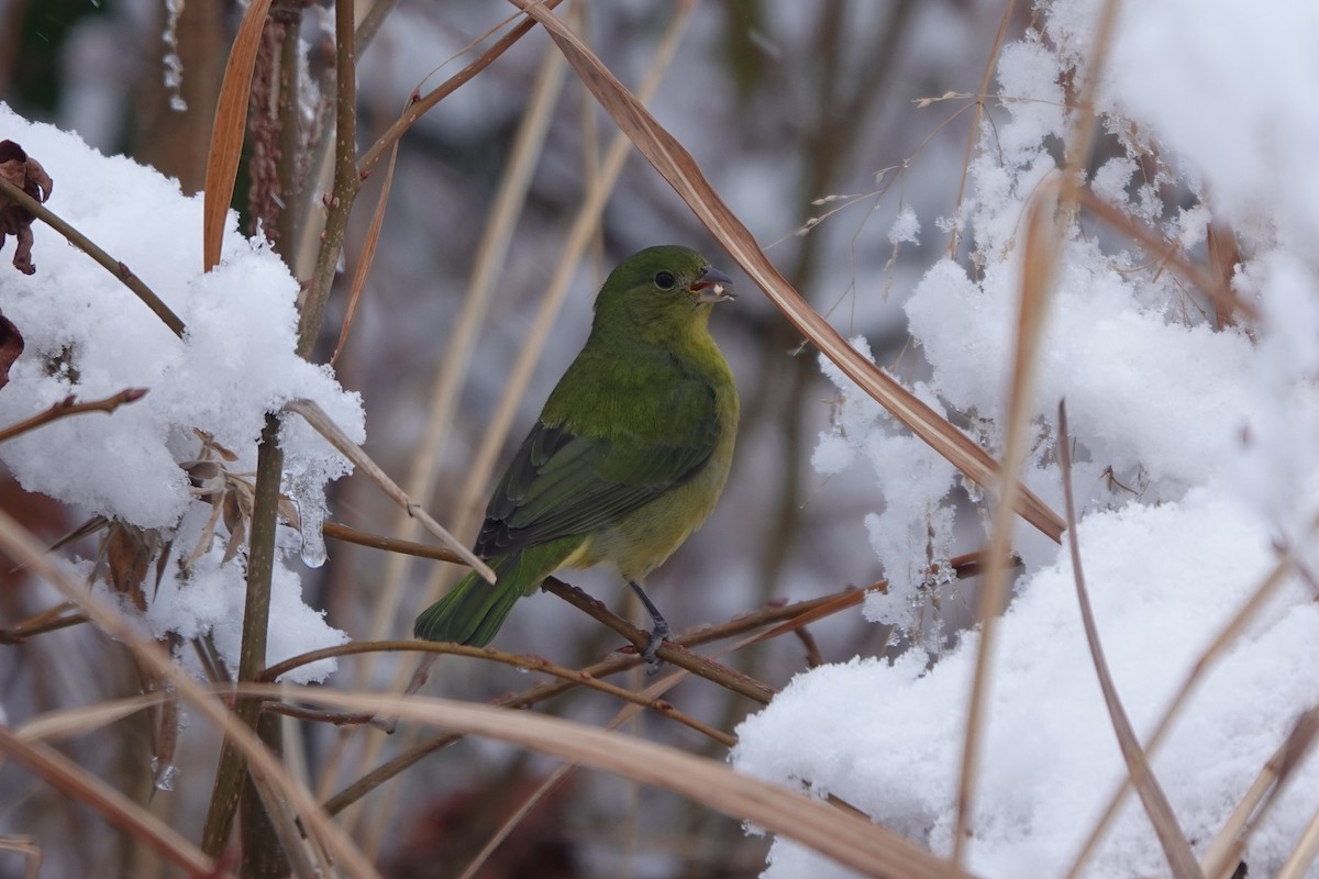 Painted Bunting - ML646942709