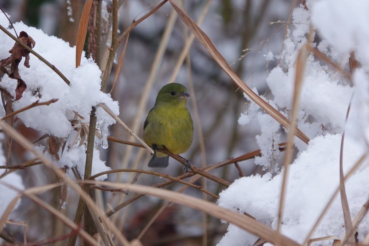 Painted Bunting - ML646942710