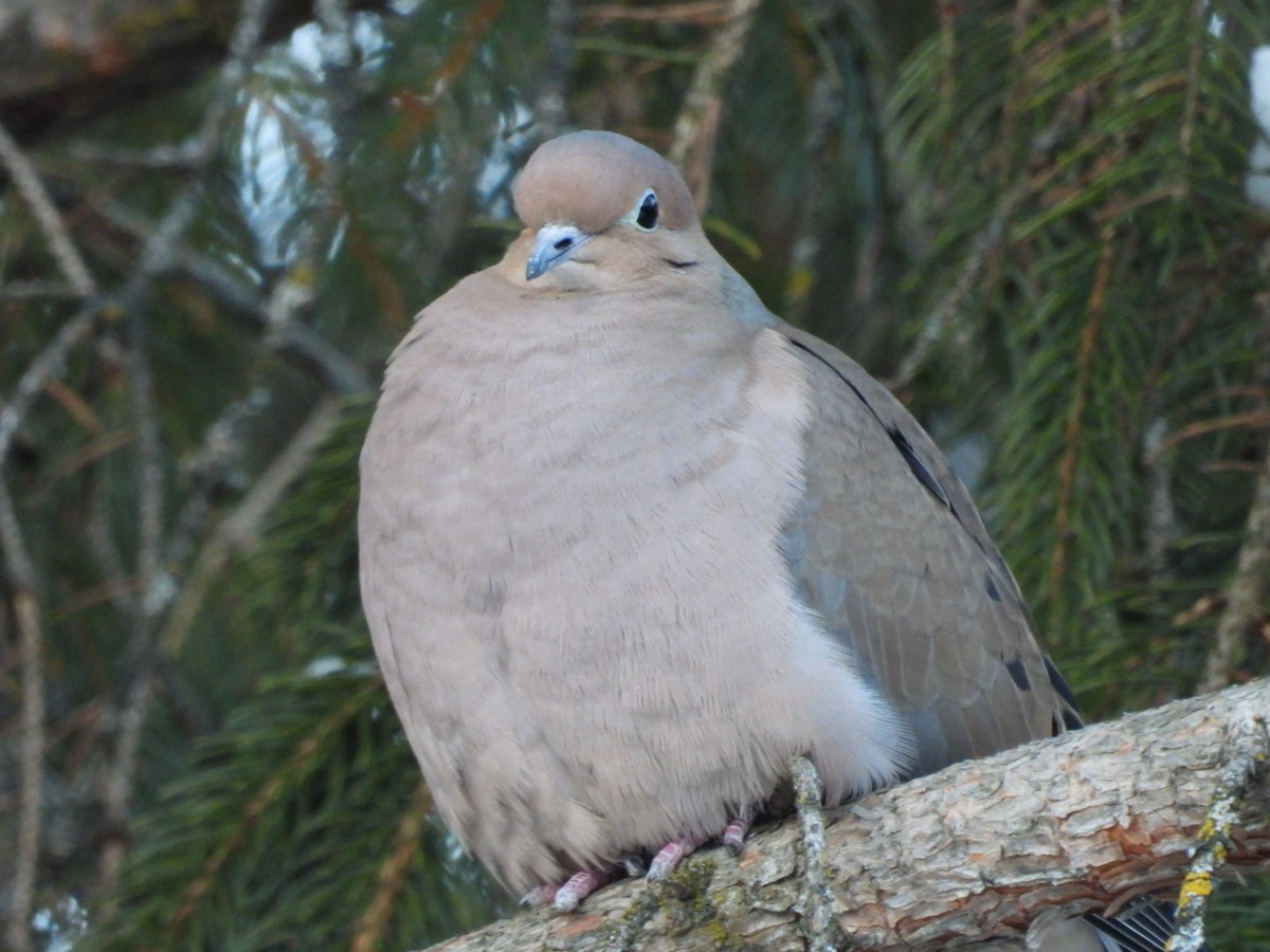 Zenaida arrunta - ML646942711