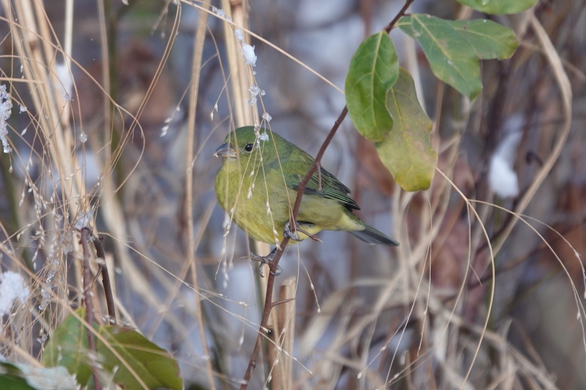 Painted Bunting - ML646942716