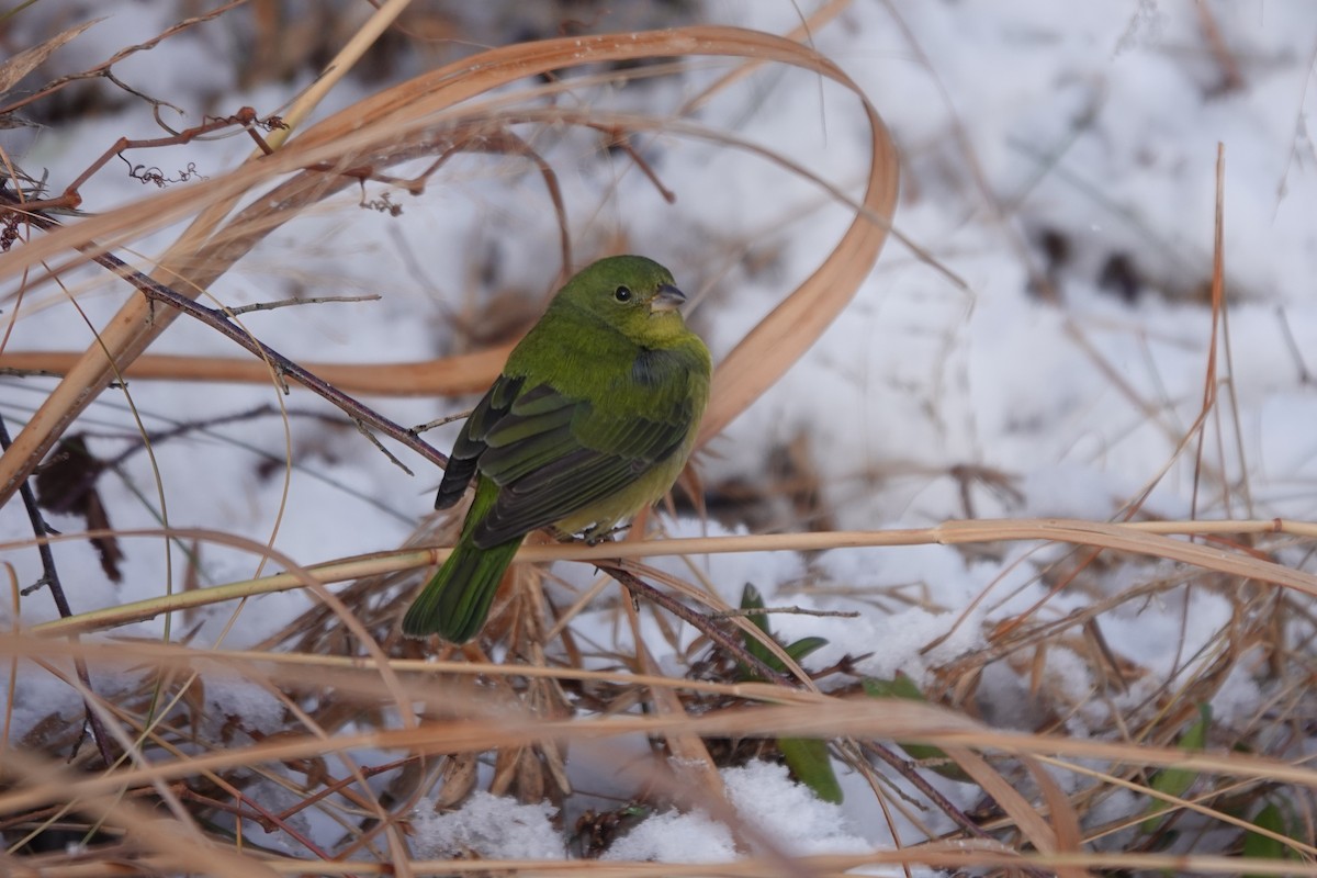 Painted Bunting - ML646942723