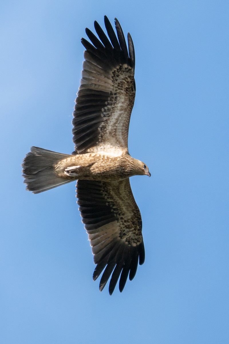 Коршун-свистун - ML646942728