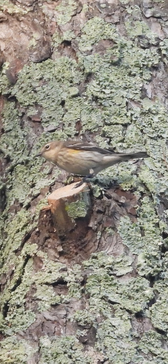 Yellow-rumped Warbler - ML646942729