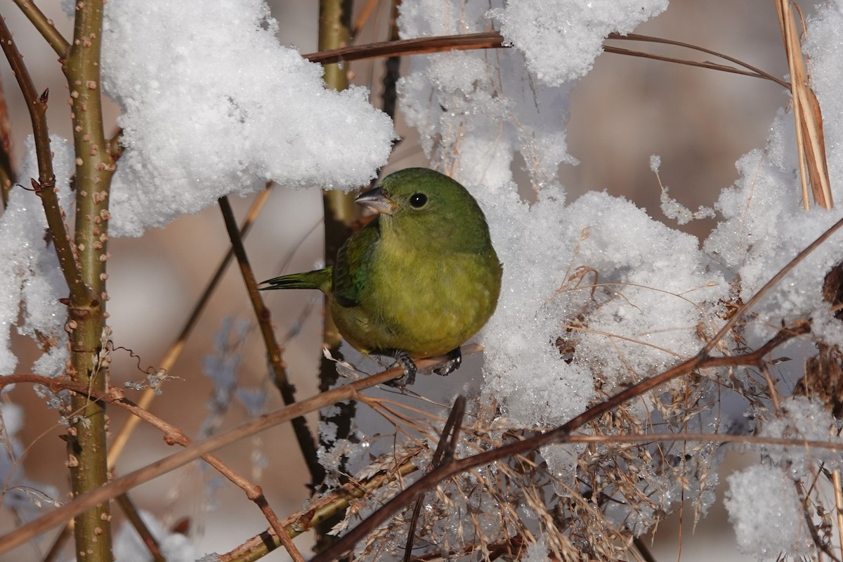 Painted Bunting - ML646942730