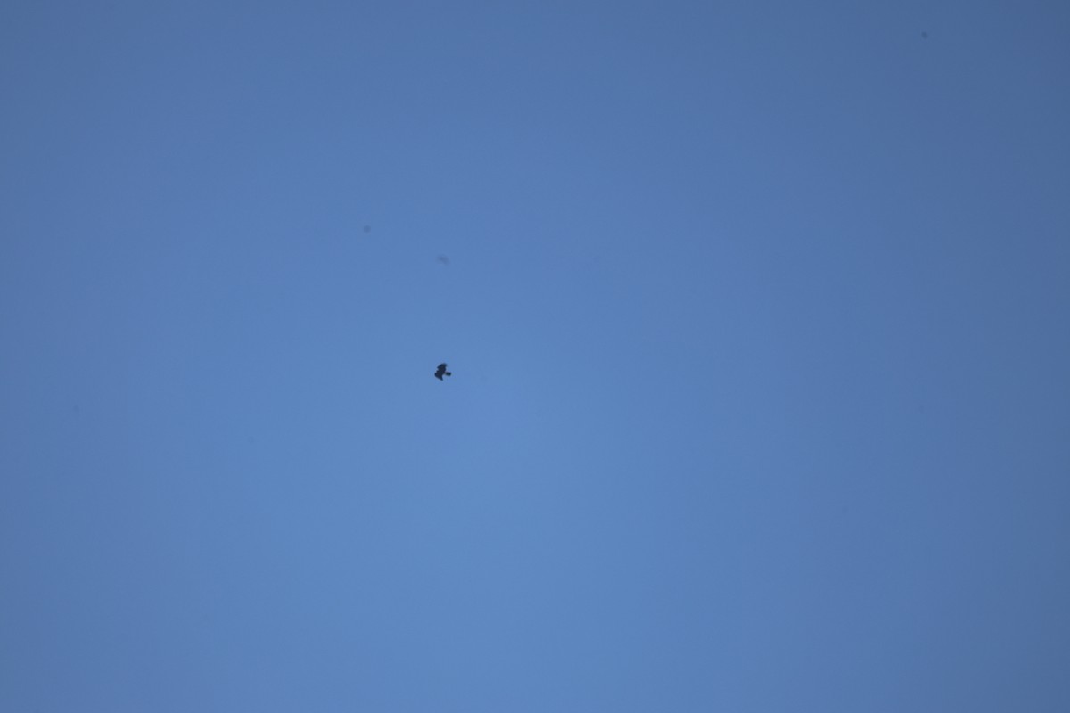 Орел чорний - ML646942731