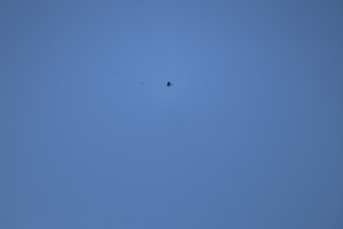 Орел чорний - ML646942732