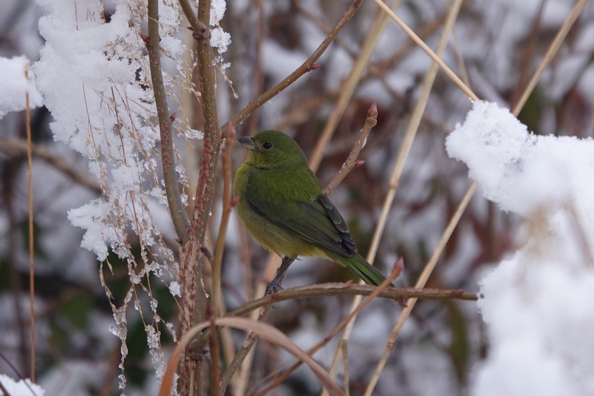 Painted Bunting - ML646942735