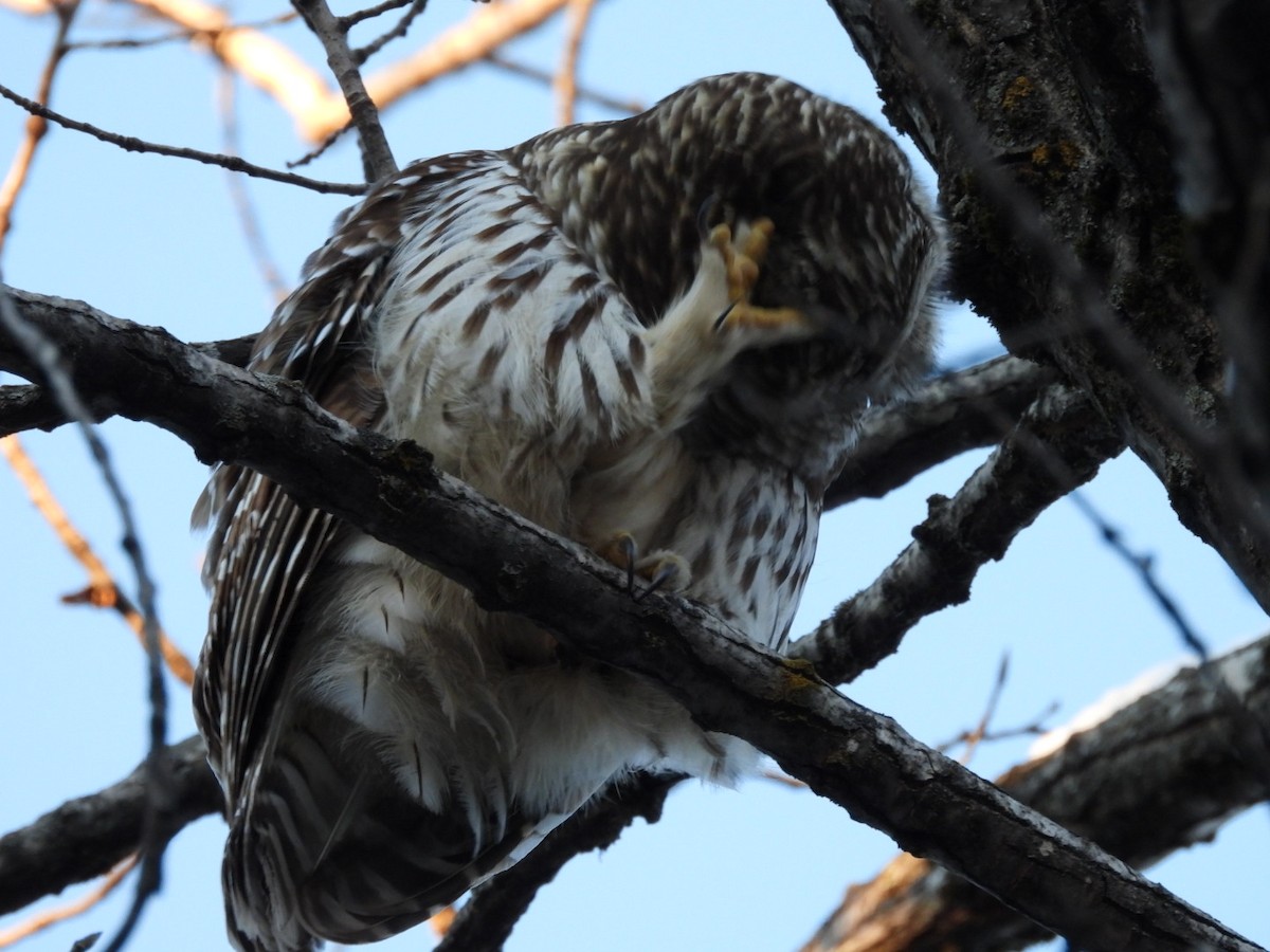 Barred Owl - ML646942741