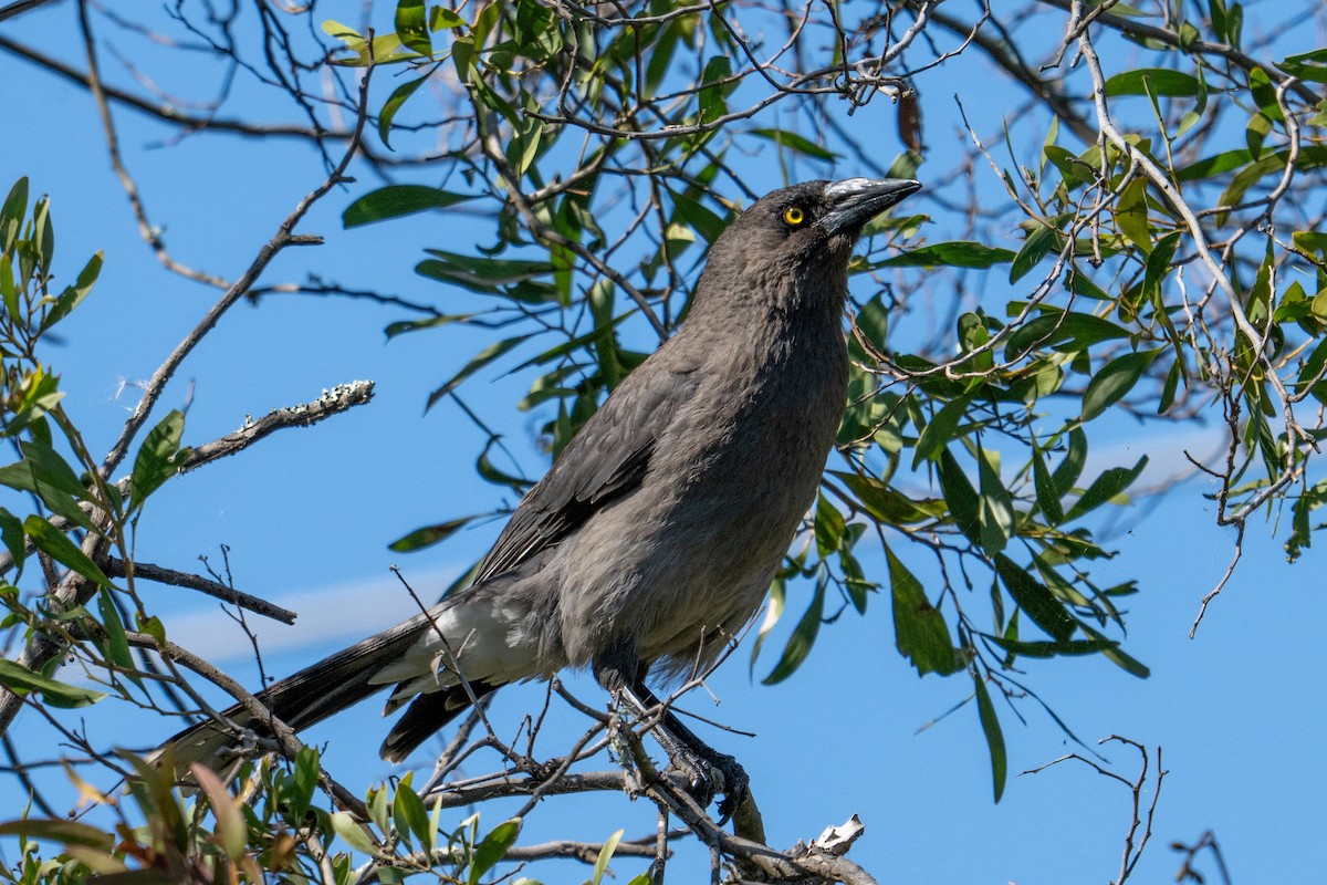 Gray Currawong - ML646942745