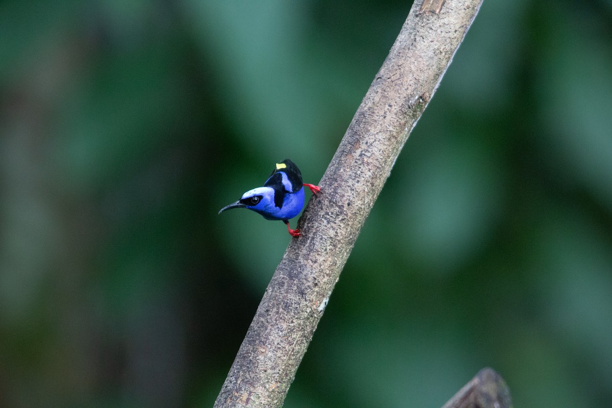 Красноногий саи - ML646942748